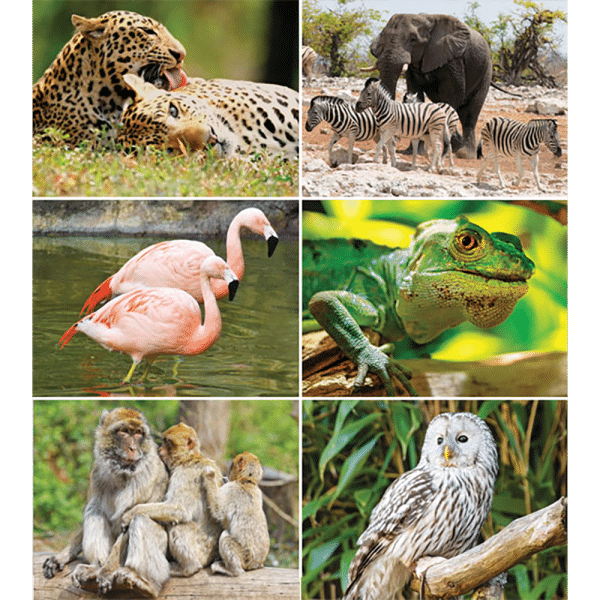 Muurkalender Wildlife 2026 - Afbeeldingen
