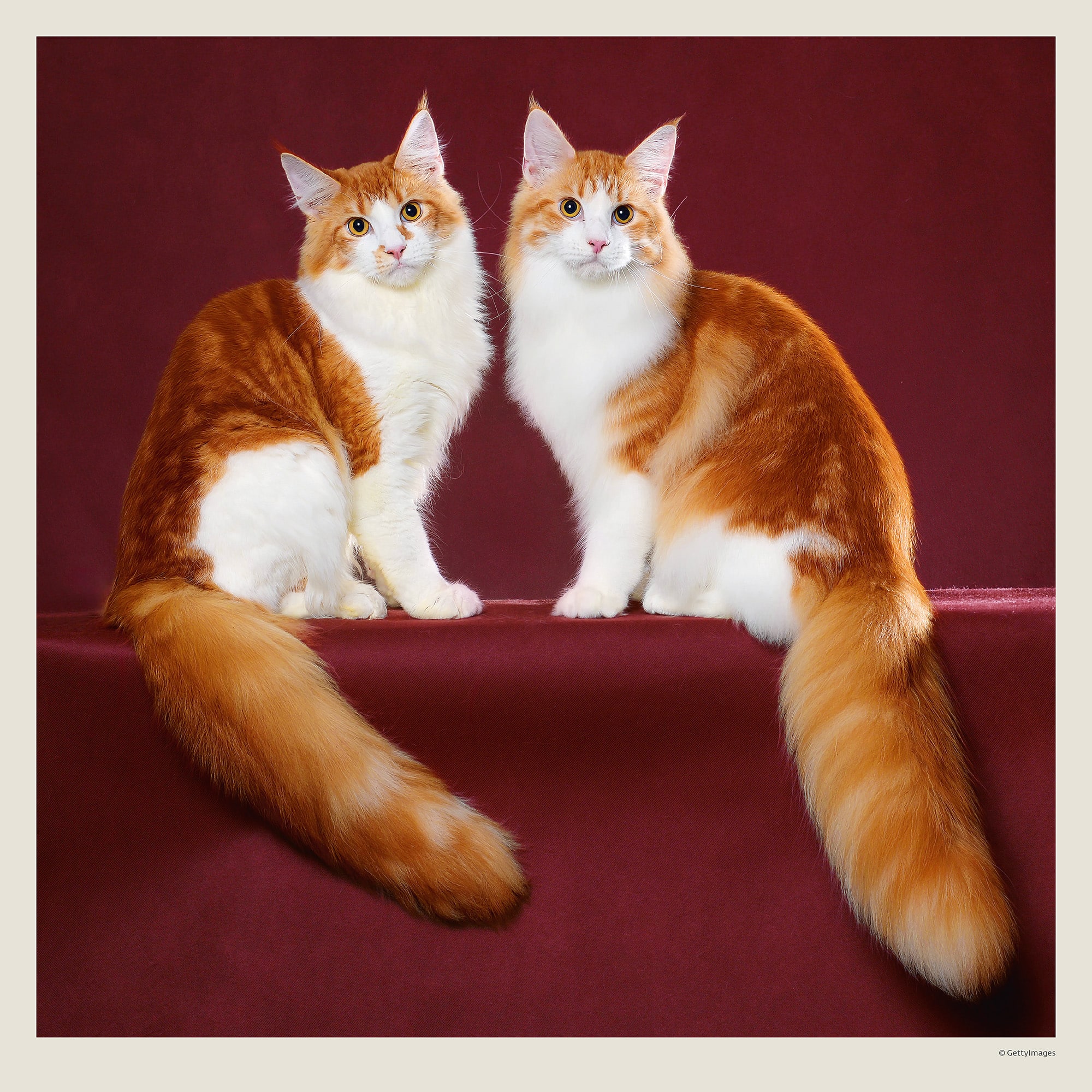 Muurkalender Cats 2027 - Februari Muurkalender Cats 2027 - Februari