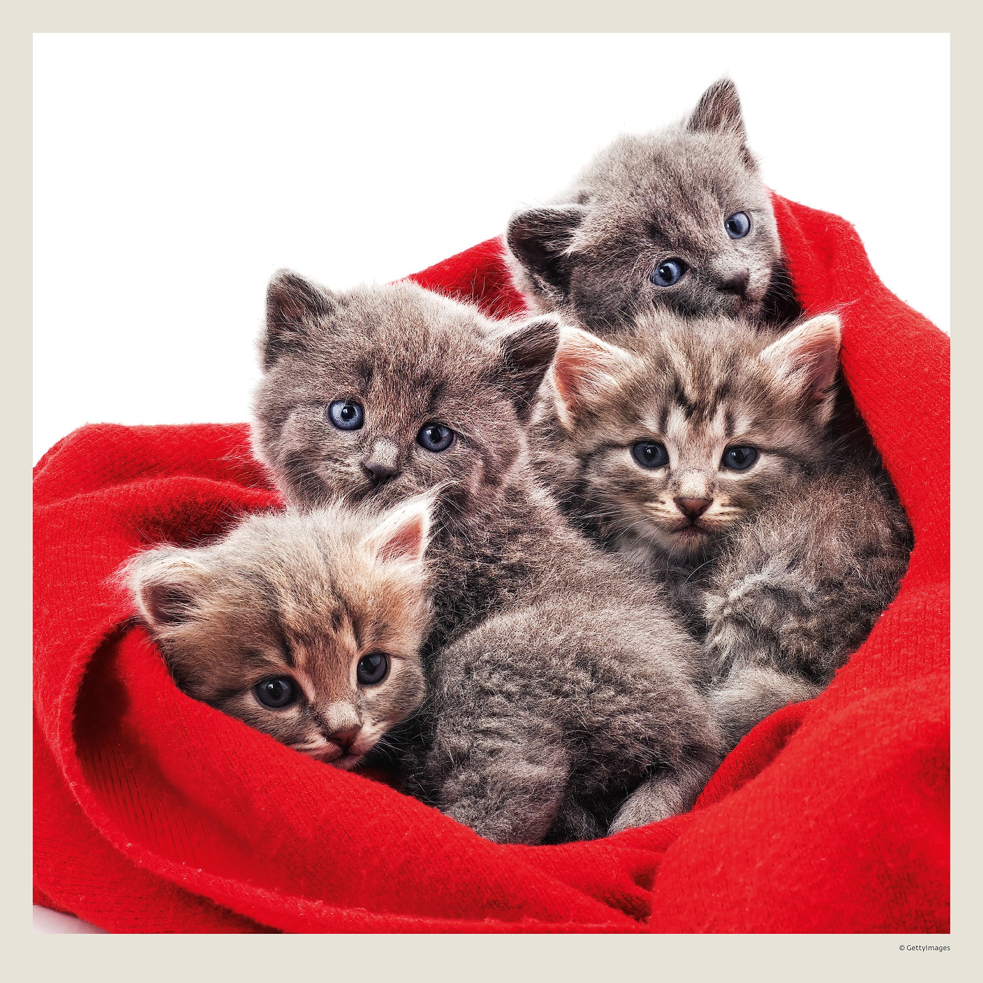 Muurkalender Cats 2027 - Maart Muurkalender Cats 2027 - Maart