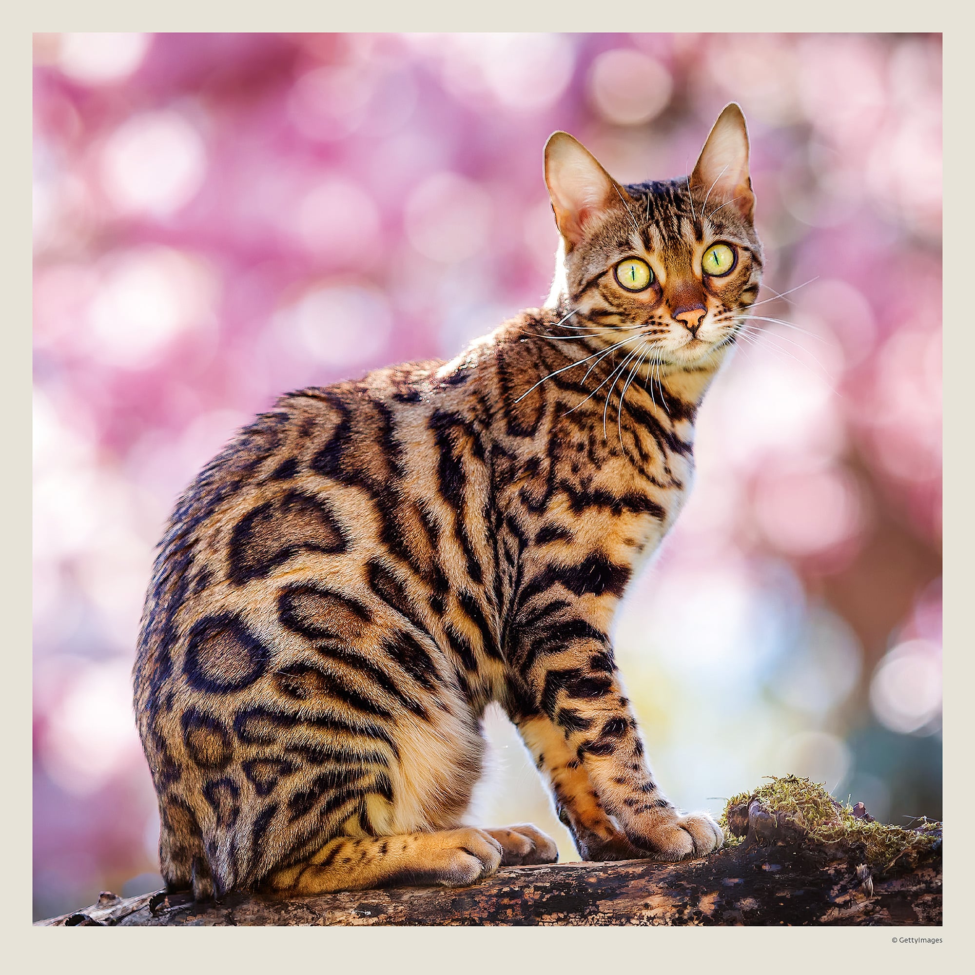 Muurkalender Cats 2027 - April Muurkalender Cats 2027 - April
