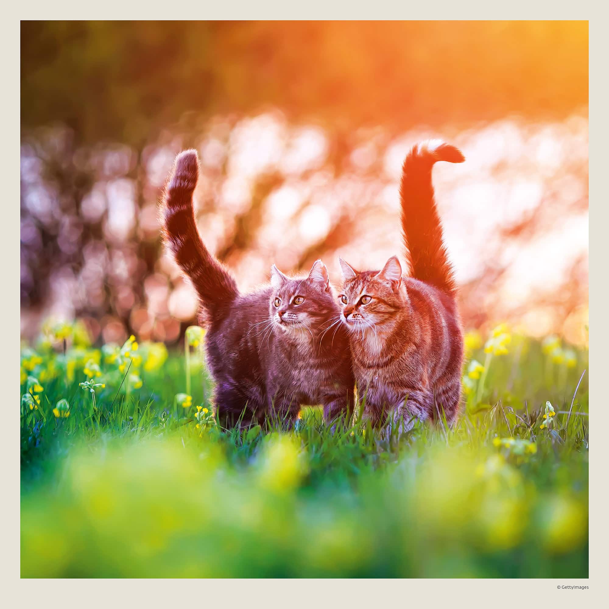 Muurkalender Cats 2027 - Mei Muurkalender Cats 2027 - Mei