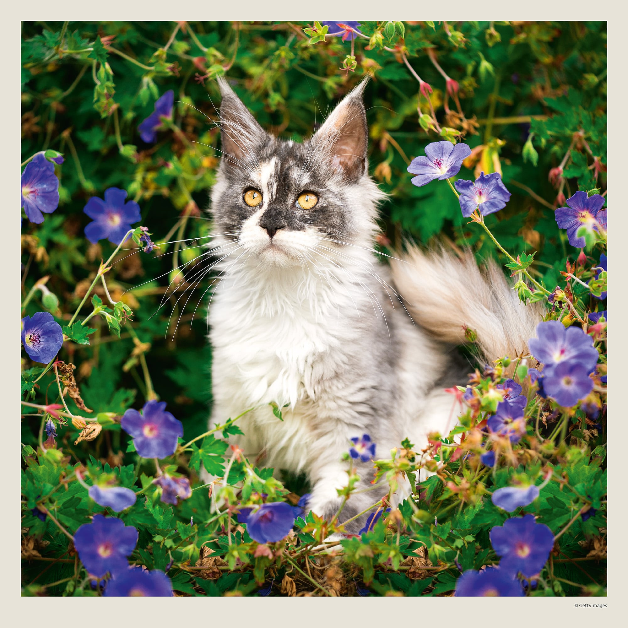 Muurkalender Cats 2027 - Juni Muurkalender Cats 2027 - Juni