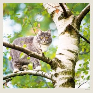 Muurkalender Cats 2027 - Juli
