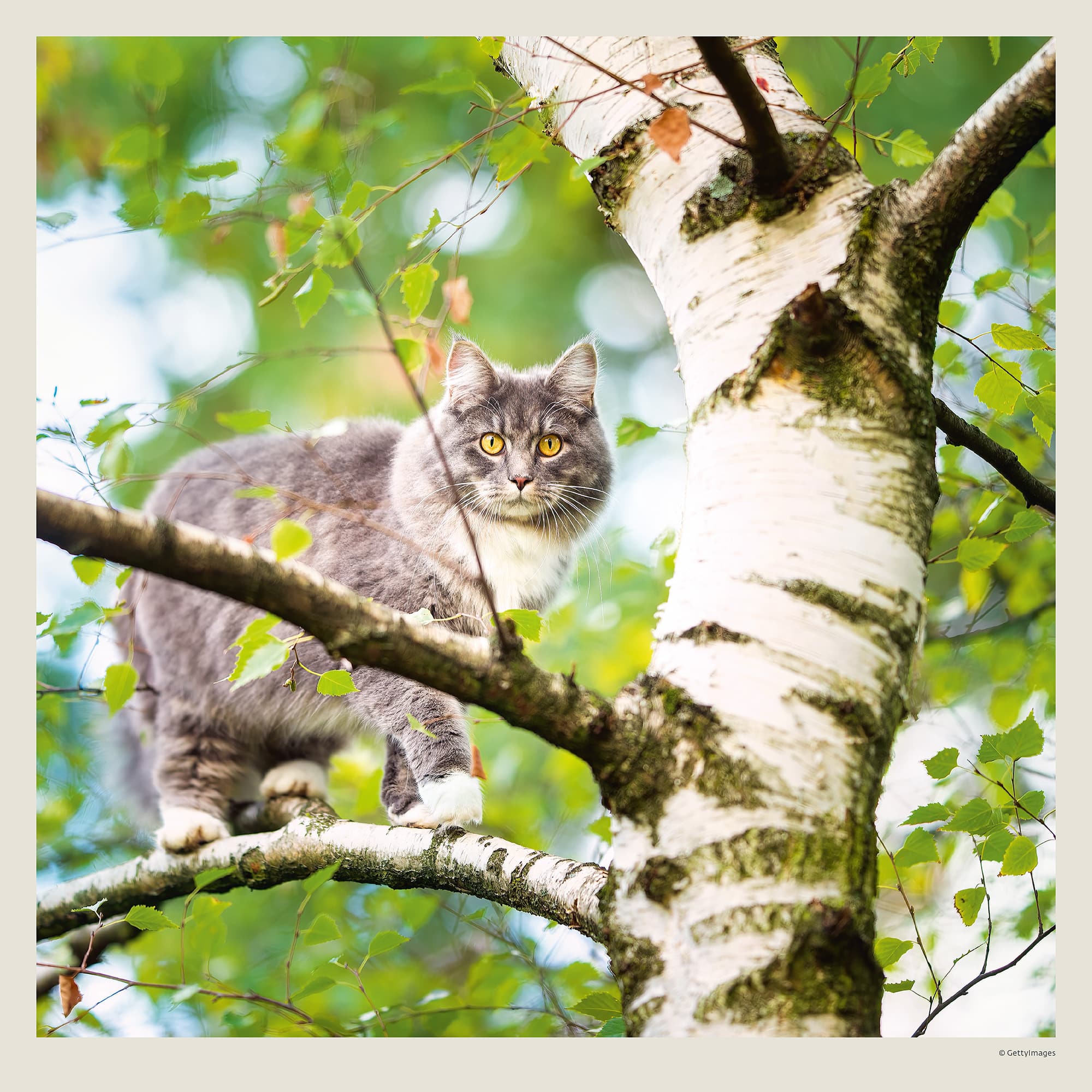 Muurkalender Cats 2027 - Juli Muurkalender Cats 2027 - Juli