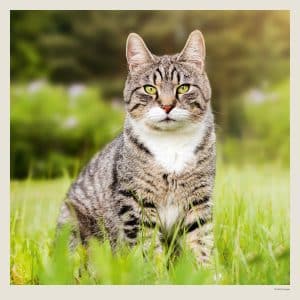 Muurkalender Cats 2027 - Augustus