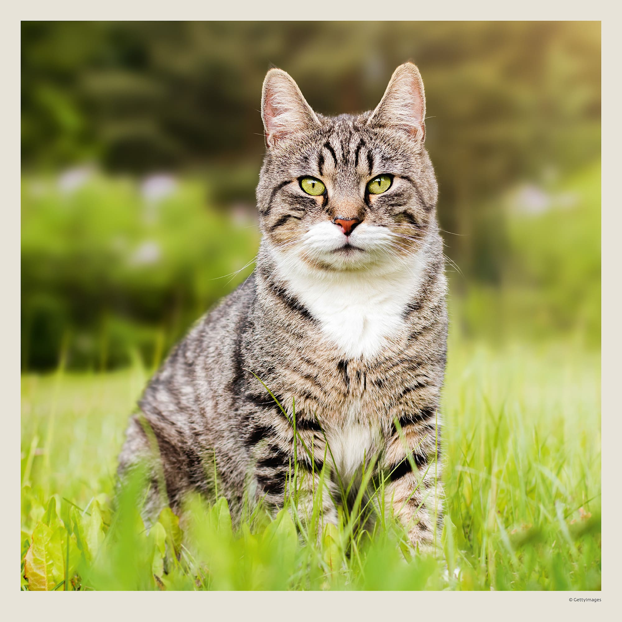 Muurkalender Cats 2027 - Augustus Muurkalender Cats 2027 - Augustus