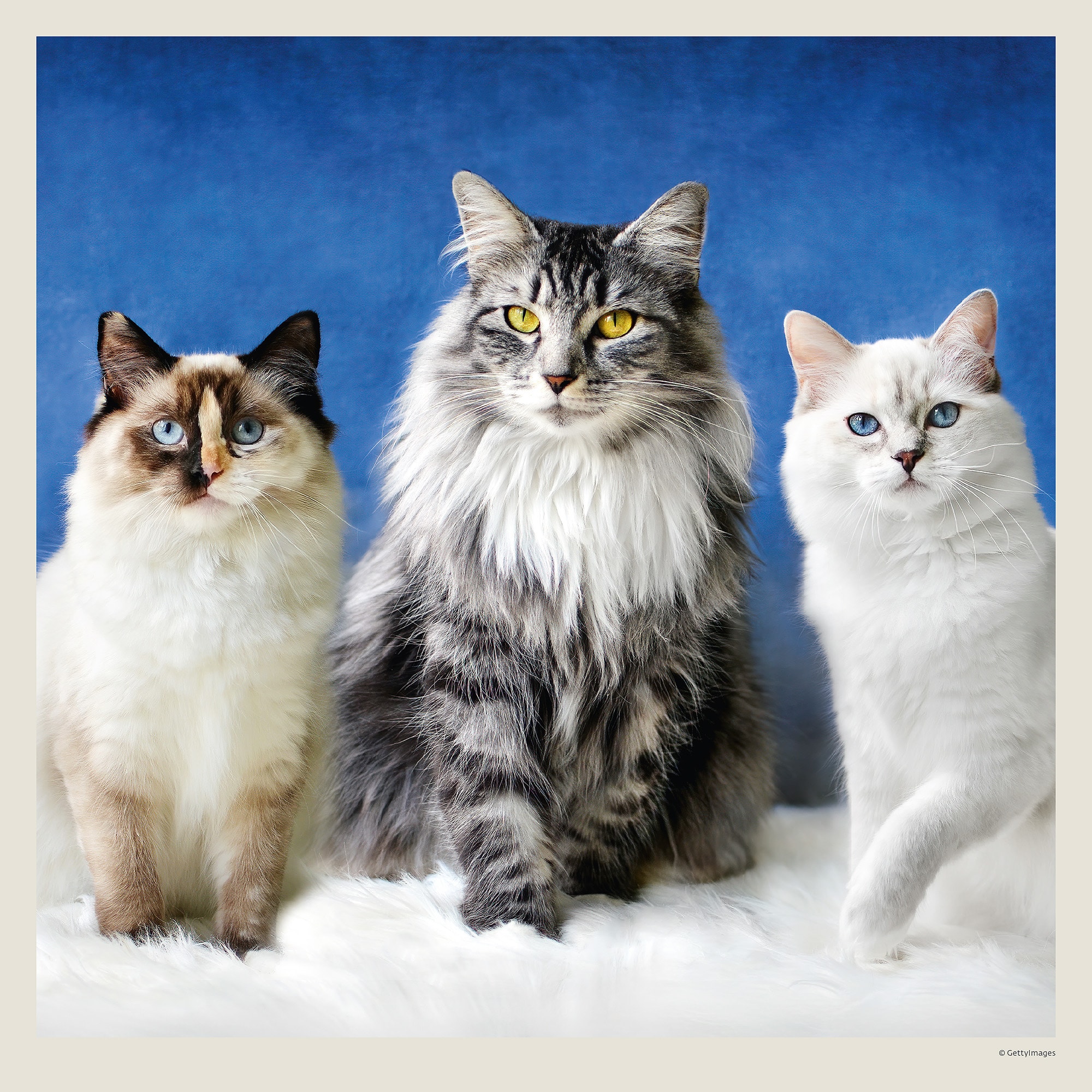 Muurkalender Cats 2027 - September Muurkalender Cats 2027 - September