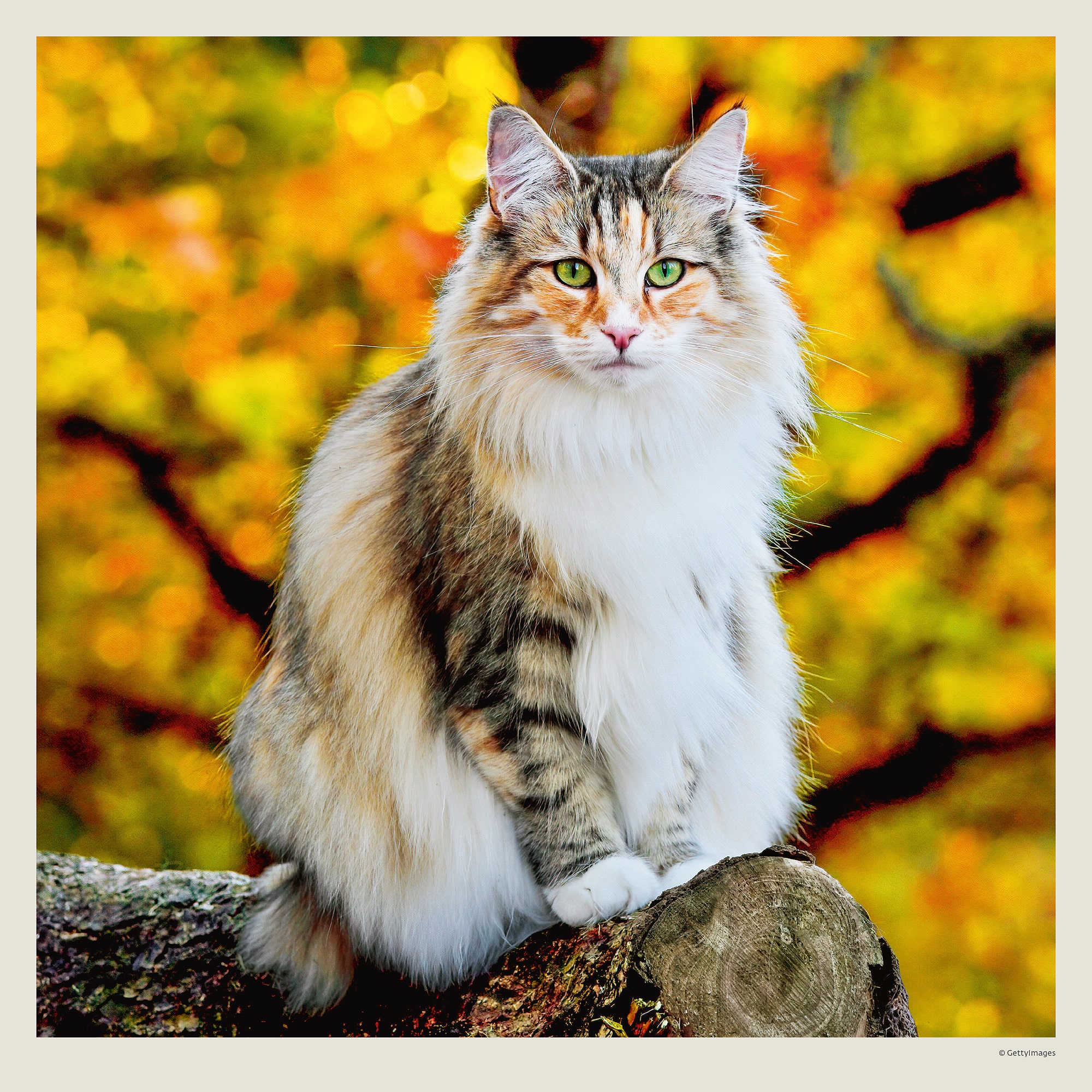 Muurkalender Cats 2027 - Oktober Muurkalender Cats 2027 - Oktober