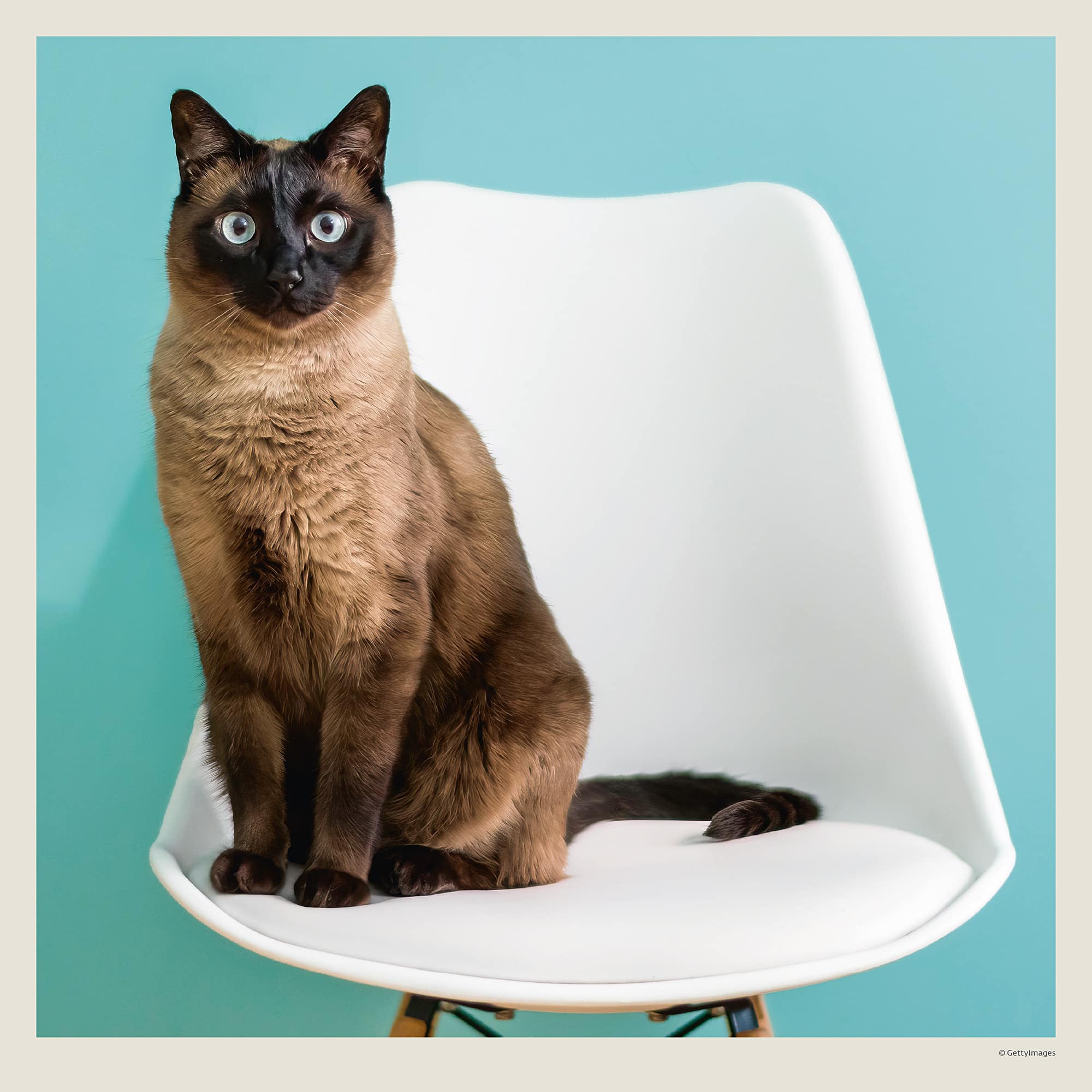 Muurkalender Cats 2027 - November Muurkalender Cats 2027 - November