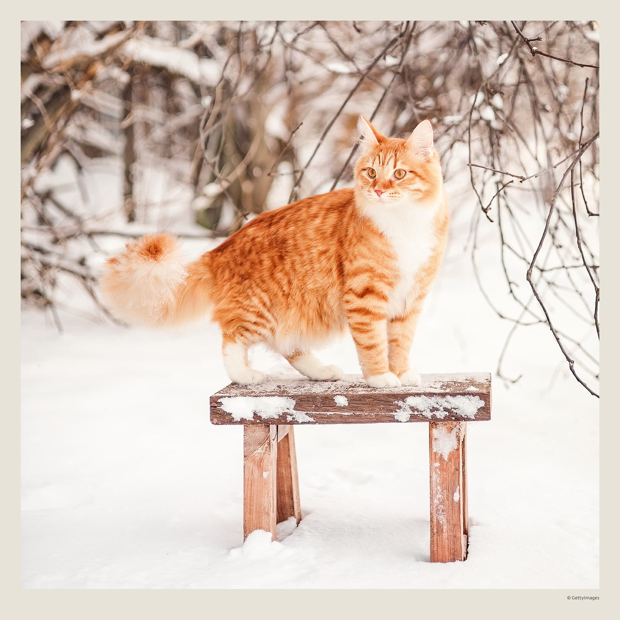 Muurkalender Cats 2027 - December Muurkalender Cats 2027 - December