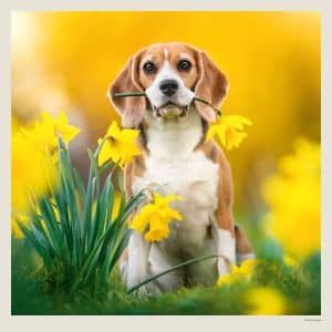 Muurkalender Dogs 2027 - Maart