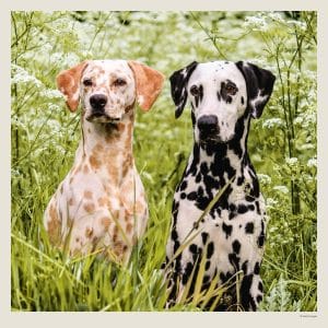 Muurkalender Dogs 2027 - Juli