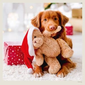 Muurkalender Dogs 2027 - December