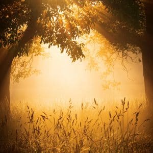 Muurkalender Nature Emotions 2027 - Augustus